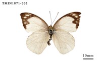 藏品(雲紋尖粉蝶)的圖片